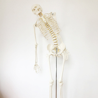 Aides pédagogiques, squelettes anatomiques en PVC de 180 cm, sciences médicales, modèle de squelette anatomique humain avec système nerveux et muscles