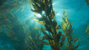 Toptan en uygun fiyat yüksek kalite saf doğal deniz yosunu özü 98% fufudan tozu - Product Image 3