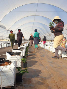 <span class=keywords><strong>Sac</strong></span> de <span class=keywords><strong>plantation</strong></span> <span class=keywords><strong>en</strong></span> plastique perforé noir et blanc pour légumes / fruits / arbres / semis - Product Image 6