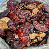Tranches de Reishi Rouge Séchées en Vrac, Ganoderma Lucidum Sauvage, Transformé AD, Ingrédient pour Tisane, Lingzhi en Gros