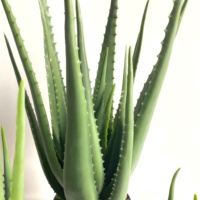 Vente en gros de bonsaï succulentes plantes vertes en pot plante en plastique presque naturelle bonsaï décoration artificielle plante d'aloès vert