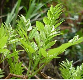 Extract ekstrak teh anggur Myricetin - Product Image 5