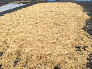 Wholesale <b>Dried</b> Eucheuma Cottonii Seaweed/ Sea <b>Moss</b> From Vietnam / Ms. Lima - Product Image 3
