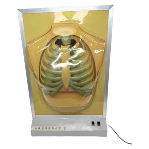 Mô hình hệ thống hô hấp điện của con người/Mô hình giải phẫu sinh học - Product Image 1