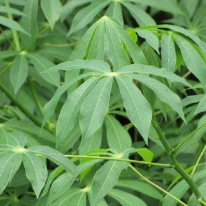 TOP VENTAS AL POR MAYOR HOJAS DE YUCA CONGELADAS GRADO NATURAL PREMIUM SUMINISTRO A GRANEL OFERTA CALIENTE LISTO PARA EXPORTAR - Product Image 6