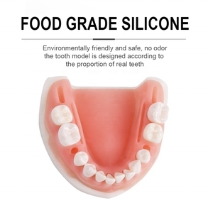 Modèle de pratique de suture orale de laboratoire avec aiguille et fil, équipement pour la préparation dentaire, pour l'enseignement des gencives amovibles périodontales - Product Image 3
