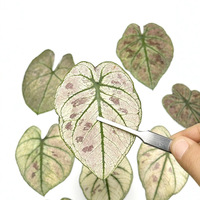 Penjualan langsung dari pabrik bunga kering alami daun Taro warna-warni bunga Pres Alocasia daun buatan tangan bahan buatan tangan