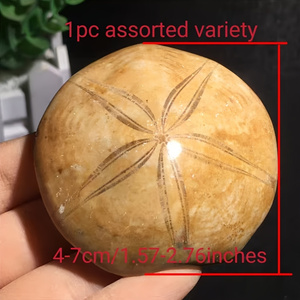 Tự nhiên Cổ Đại biển echinoderms hóa thạch (nhím biển sao biển) mẫu vật đá thô trang trí địa chất, 6-8 cái/kg - Product Image 2