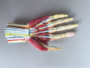 Modelo Anatómico Numerado de Mano Humana <span class=keywords><strong>con</strong></span> Estructura Multicapa, Músculos y Nervios para Enseñanza Médica - Product Image 2