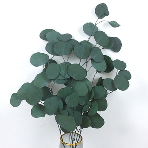 Wholesale <strong>Big</strong> Leave Preserved <strong>Eucalyptus</strong> Leaves Real Natural Preserved apple Leave for Flower Arrangement - Product Image 2