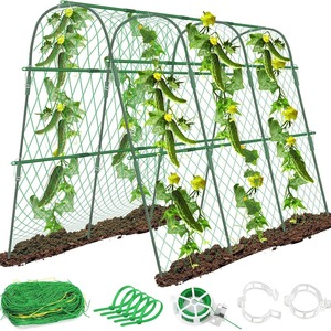 Pepinos trepando por tubos flexibles arqueados hechos de varas de bambú para su soporte. Se utilizan para huertos y invernaderos. - Product Image 2