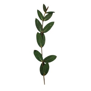 Feuilles et branches d'<span class=keywords><strong>eucalyptus</strong></span> séchées naturelles pour la création de cadres photo, marque-pages, cartes et décoration intérieure - Product Image 5