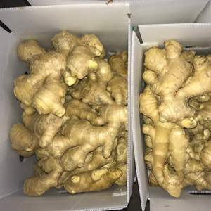 Raiz De Gengibre De Alta Qualidade Gengibre Fresco Da China Fábrica Por Atacado Preço Barato 250g 10Kg Pvc Carton - Product Image 4