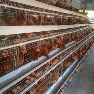 <span class=keywords><strong>Cage</strong></span> de poulet à haute productivité pour pondeuses élevage de volailles 3/4 niveaux 4 portes cages pour poules pondeuses pondeuses - Product Image 1