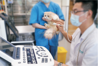 Mesin diagnostik pemindai ultrasound dokter hewan, sistem ultrasonik Doppler warna hewan dengan troli