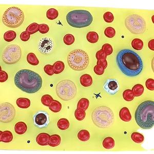 École de médecine enseignement des plaquettes sanguines humaines anatomiques en PVC système circulatoire affichage de la recherche modèle de cellule sanguine humaine agrandie - Product Image 2