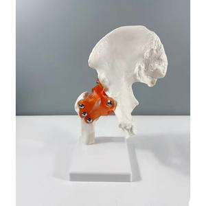 Modelo <span class=keywords><strong>de</strong></span> Articulación <span class=keywords><strong>de</strong></span> Cadera LYS047, Esqueleto Humano, Anatomía, Enseñanza, Ejercicio, Ligamentos, Anatomía, 6 Articulaciones Principales - Product Image 4