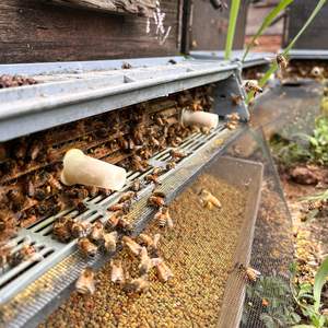 Poudre de <span class=keywords><strong>pollen</strong></span> de fleurs sauvages de colza et de fleurs de montagne, produite à la ferme, sélectionnée manuellement, de haute qualité, riche en arômes, pour abeilles - Product Image 2