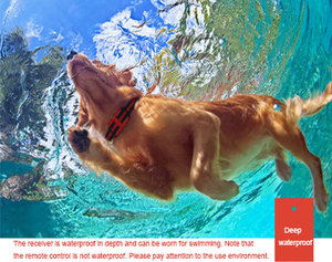 <span class=keywords><strong>Collar</strong></span> de entrenamiento eléctrico para perros, Control remoto, rango de 500 metros - Product Image 5