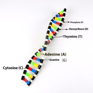 DNA-Doppelhelix-Struktur modell Kunststoff Biologische experimentelle Ausrüstung Lehr instrument Desoxy ribose Genetisches Gen - Product Image 2
