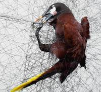 Filet anti-oiseaux pour attraper des oiseaux pour le jardin de la vigne