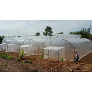 Invernadero de clima tropical Película de plástico ventilada superior para la plantación barata y simple de chiles en un invernadero de dientes de sierra