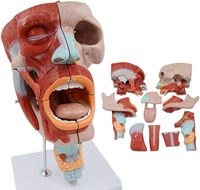 Modèles anatomiques grandeur nature de la science médicale : Muscles pharyngés, larynx, bouche, nez, langue, muscles faciaux, organes médicaux