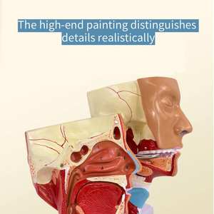 Menselijk nasofaryngeal luchtpijp- en cricofaryngeal spiermodel Educatief materiaal Faryngeal spiermodel Medische wetenschap - Product Image 3