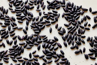 Vente en gros de 3 Glucos, extrait de riz noir de haute qualité, 15% C3G, 20% Cyanidine-3-O-Glucoside en poudre