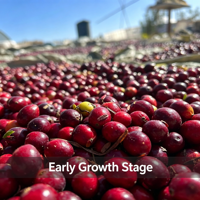 Gecertificeerd Goede Kwaliteit Kruidenextract van Cranberry Fruit 50% Proanthocyanidinen Poeder Bulk Vacuüm Verpakt Voedingsmiddelenkwaliteit
