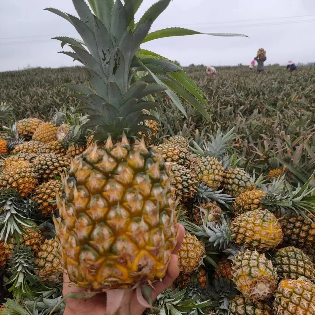 Bon prix Vente en gros de produits chinois de haute qualité Ananas frais sucrés prêts pour l'exportation