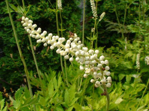 ผงแบล็คโคฮอช อาหารเสริม จัดส่งเร็ว 10:<span class=keywords><strong>1</strong></span> <span class=keywords><strong>20</strong></span>:<span class=keywords><strong>1</strong></span> สารสกัดแบล็คโคฮอช ผงสมุนไพรแบล็คโคฮอช - Product Image 3