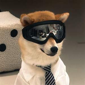 Lunettes de protection UV pour chien avec sangle réglable pour les petites et grandes races - Product Image 1