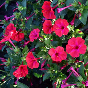 Origine des plants de jasmin blanc, fleurs de jasmin qui fleurissent toute l'année, fleurs pour utilisation dans les jardins et les jardinières de balcon. - Product Image 4