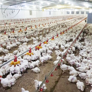 Nhà Gia Cầm Điều Khiển Tự Động Thiết Kế Hiện Đại Hoàn Chỉnh Chất Lượng Cao Trang Trại Gà - Product Image 2