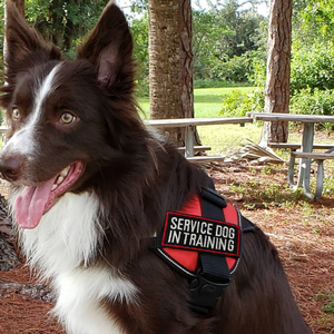 8 Pieces Embroidered <strong>Dog</strong> Patches Chenille Service <strong>Dog</strong> Vest Tactical Hook Loop Harness Logo DIY Decorations Removable Patches - Product Image 4