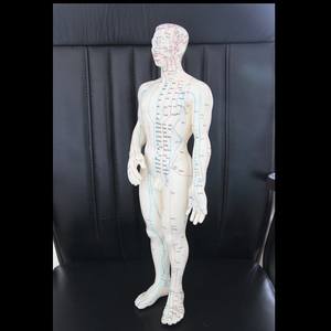 Menschliches Akupunktur modell 50cm menschliches Meridiane-Körper akupunktur punkt modell - Product Image 5