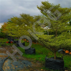 HOKBG Offre Spéciale 20 Gallon 80 Litres sac de culture pour arbre planteur sac pépinière sac de culture pour Terminalia neotaliala arbre - Product Image 6