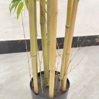 Plante de bambou artificielle pour la décoration de balcon et d'intérieur, avec une touche naturelle, en matière plastique, style luxueux