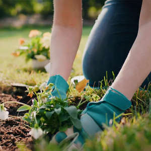 Profesional para mujer azul corto cuero de vaca Spandex costura neopreno nudillo Flexible agua espina prueba jardín guantes - Product Image 4