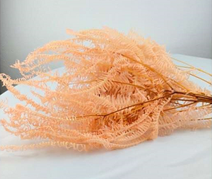 Fleur Préservée De haute Qualité Gros Feuilles de Fougère Dicranopteris <span class=keywords><strong>Dichotoma</strong></span> Feuille - Product Image 6