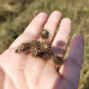 Fruit de Cang Er <span class=keywords><strong>Zi</strong></span>, plante médicinale naturelle séchée brute, courge de Sibérie commune - Product Image 5
