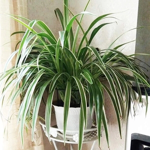 Kim Loại Nửa Vòng Nhà Máy Hỗ Trợ Nhựa Nhà Máy Lồng Chủ Leo Núi <span class=keywords><strong>Trellis</strong></span> Cho Nhà Máy Nhỏ Hỗ Trợ Cho Vườn - Product Image 5