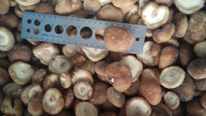 Выращиваемые Свежие здоровые грибы шиитаке, целая масса, IQF, замороженный процесс, культивируемый источник для продуктов питания - Product Image 4