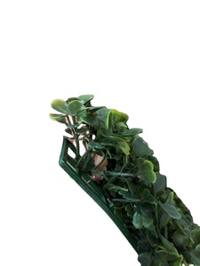 A-3189 UV <span class=keywords><strong>b</strong></span>ảo vệ nhân tạo gỗ Hoàng Dương tấm hàng rào cây xanh Faux cỏ cho kích cỡ khác nhau có thể được tùy chỉnh - Product Image 3