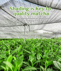 <span class=keywords><strong>Matcha</strong></span> en Polvo 100% Orgánico de Grado Ceremonial, 50g, Porciones de <span class=keywords><strong>Té</strong></span> Verde de Primera Cosecha en Bolsa de Marca Blanca - Product Image 2