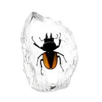 Aimant en résine transparente avec insecte préservé, spécimen naturel en résine, aimant de réfrigérateur pour les passionnés de sciences, décoration pour la maison et le bureau