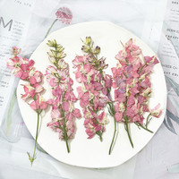 Fleurs d'alouette pressées séchées avec tiges pour le bricolage Sous-verres en résine Bougie Broderie Résine époxy Art Nail Art Décor