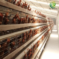 Nouvelles cages à poules pondeuses de type A à 4 niveaux, galvanisées à chaud, haute résistance à la corrosion, ensembles complets pour 900 poules