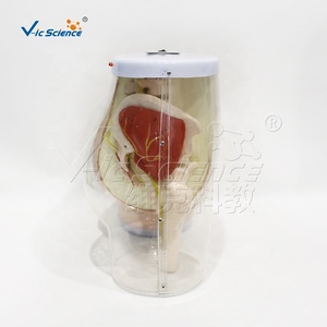Modelo Avanzado de Entrenamiento para Inyección Intramuscular Glútea, Anatomía Transparente con Retroalimentación LED para Laboratorio de Habilidades de Enfermería, CE ISO ROHS CNAS - Product Image 5